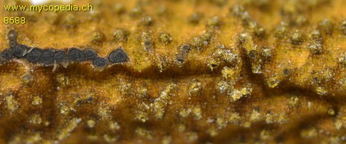 Sphaeropsis visci - 