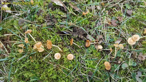 Galerina graminea - 