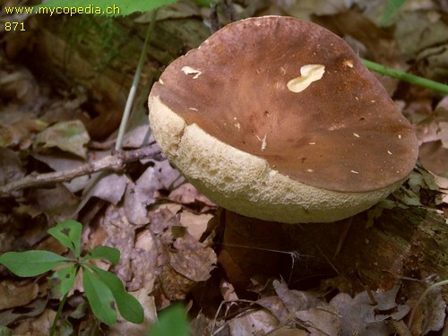 Gyroporus castaneus - 