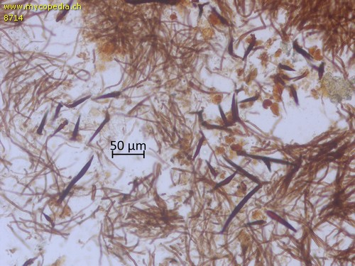 Fuscoporia ferruginosa - Setae - 