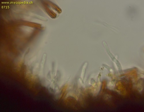 Fuscoporia ferruginosa - 