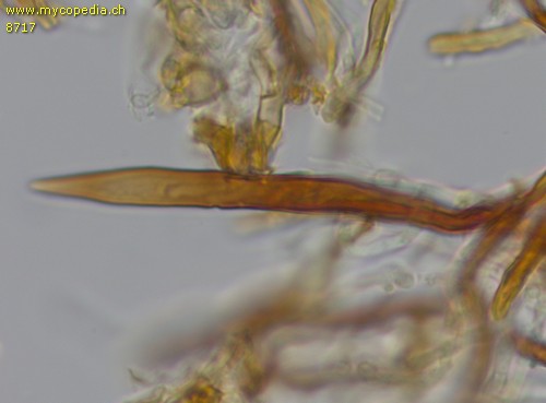 Fuscoporia ferruginosa - Setae - 