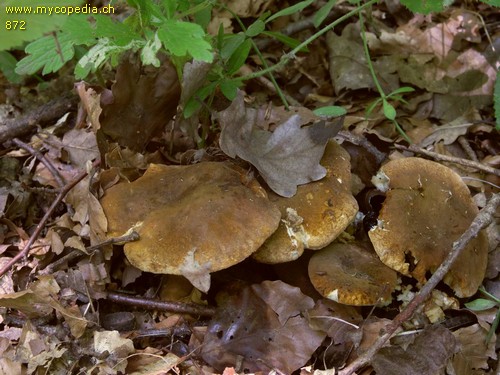 Gyroporus castaneus - 