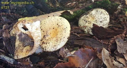 Russula ochroleuca - 