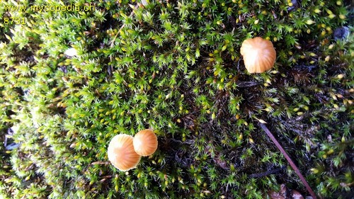 Galerina similis - 