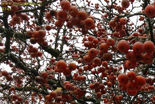 Malus hupehensis - 