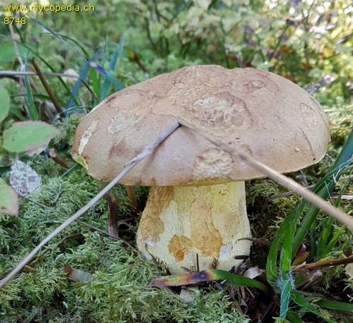 Butyriboletus subappendiculatus - 