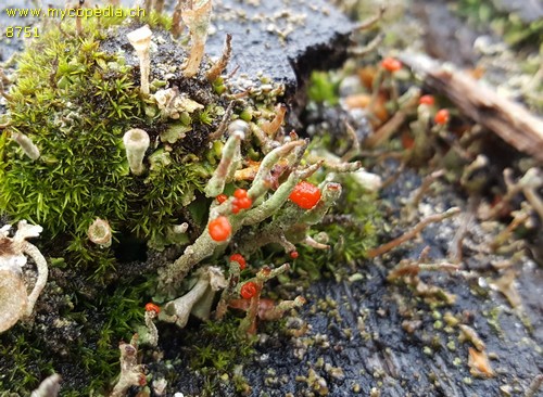 Cladonia - 