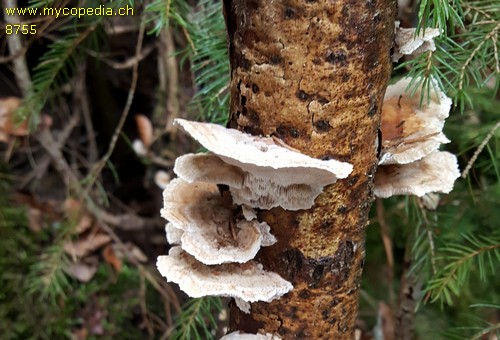 Trametes suaveolens - 