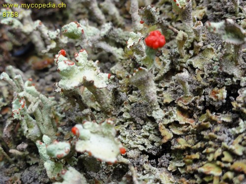 Cladonia - 