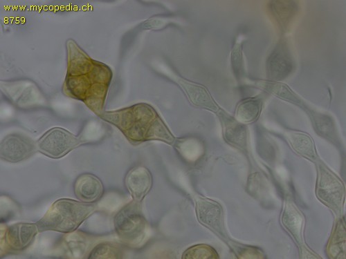 Phragmotrichum chailletii - 