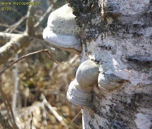 Fomes fomentarius - 