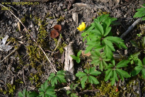 Dumontinia tuberosa - 