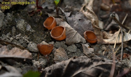 Dumontinia tuberosa - 