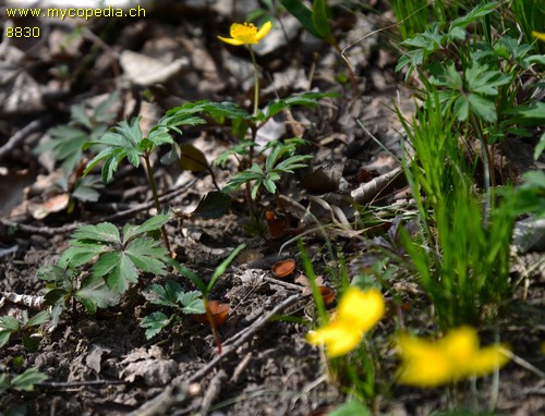 Dumontinia tuberosa - 