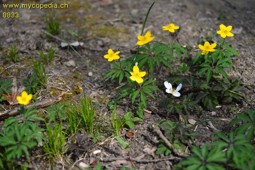 Anemone ranunculoides - 