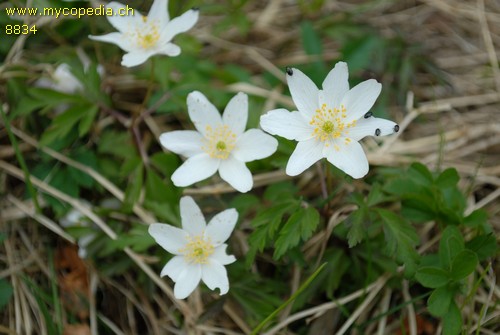 Anemone ranunculoides - 