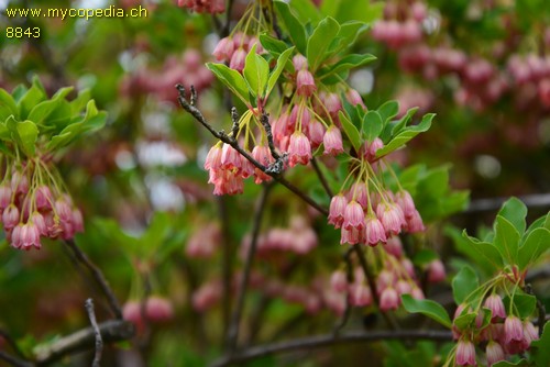 Enkianthus - 