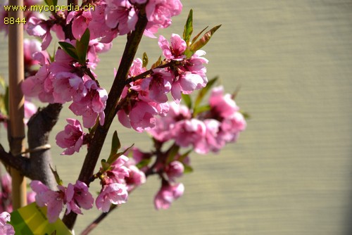 Prunus persica var. platycarpa - 