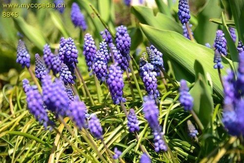 Muscari armeniacum - 