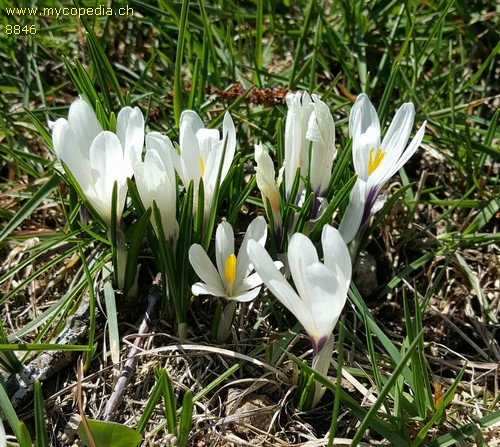 Crocus albiflorus - 