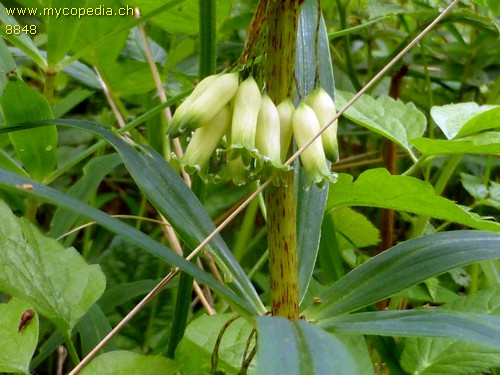 Polygonatum verticillatum - 