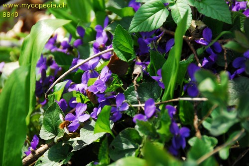 Viola odorata - 