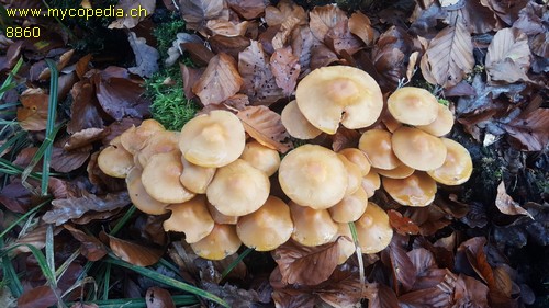 Kuehneromyces mutabilis - 