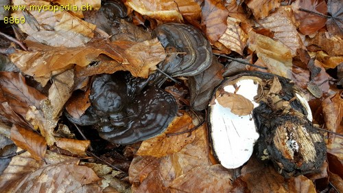 Ganoderma applanatum - 