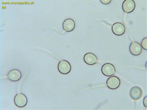 Pedizellen - Pedizelle mit Sterigma - 