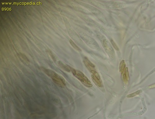 Eutypa flavovirens - 