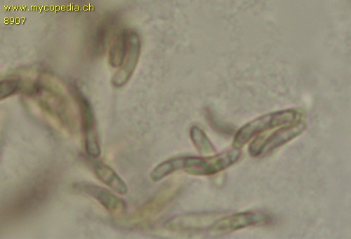 Eutypa flavovirens - 