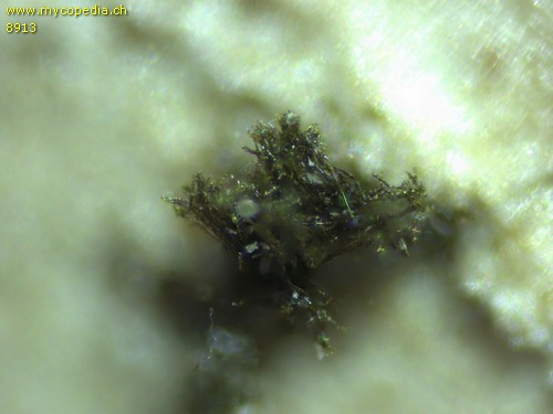 Colletotrichum trichellum - 