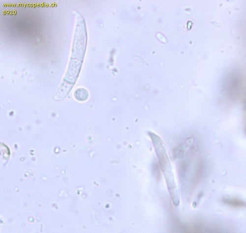 Colletotrichum trichellum - Sporen - 