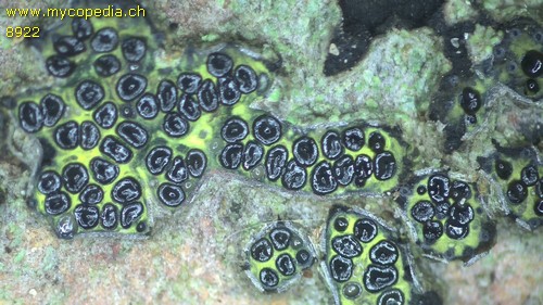 Eutypa flavovirens - 