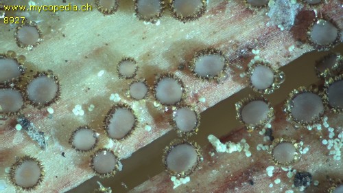 Trichopezizella nidulus - 