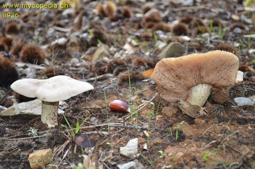 Entoloma sinuatum - 