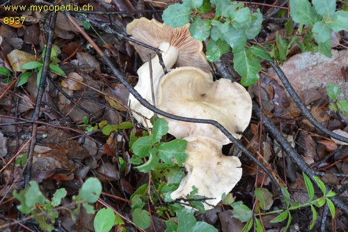 Entoloma sinuatum - 