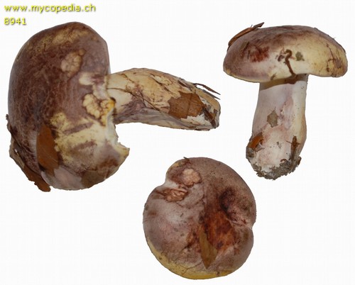 Hygrophorus russula - 