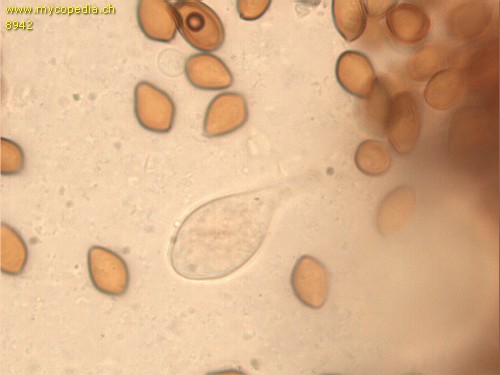 Psilocybe ovoideocystidiata - Cheilozystiden - 