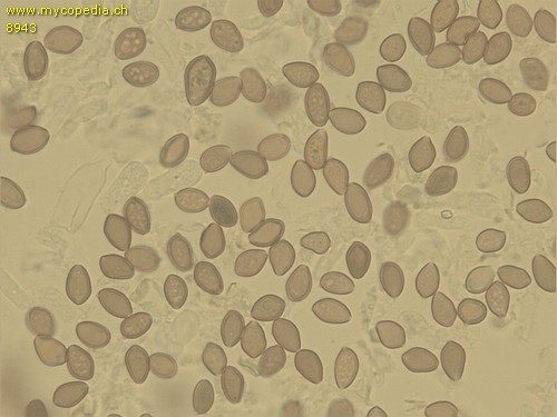 Psilocybe ovoideocystidiata - Sporen - 