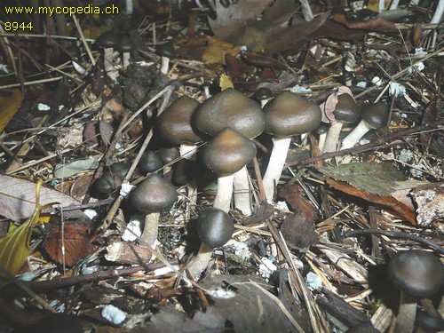 Psilocybe ovoideocystidiata - 