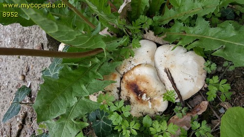 Calocybe gambosa - 