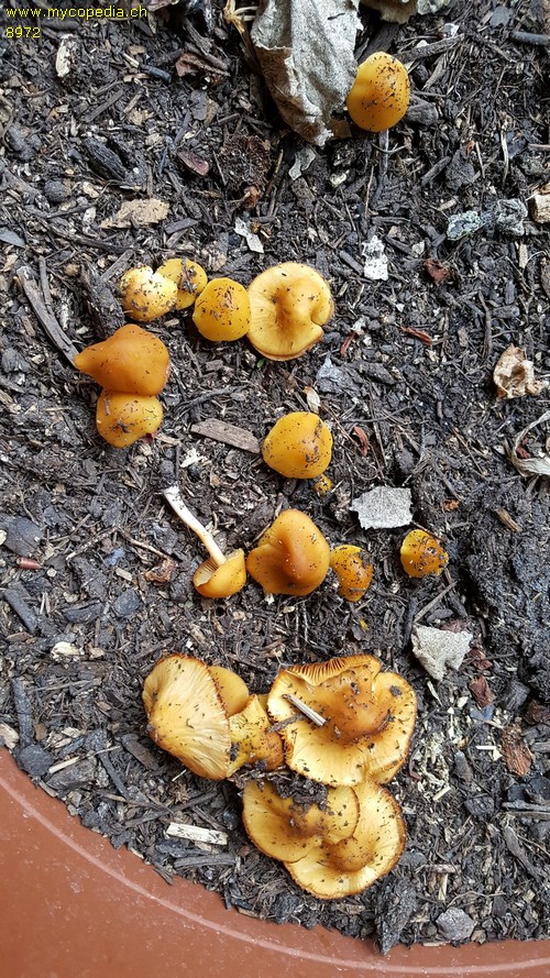 Conocybe aurea - 