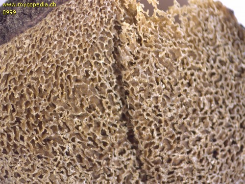Rhizopogon roseolus - Querschnitt - 