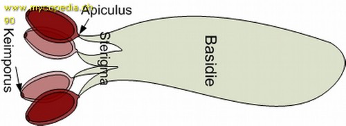 Basidie - Cheilozystiden - 