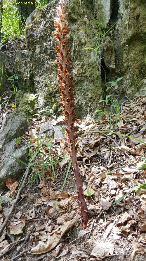 Orobanche major - 