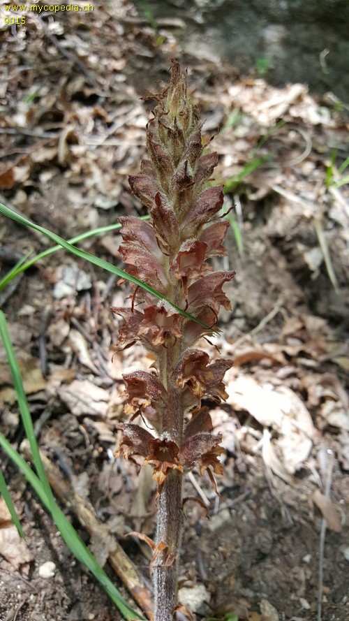 Orobanche major - 