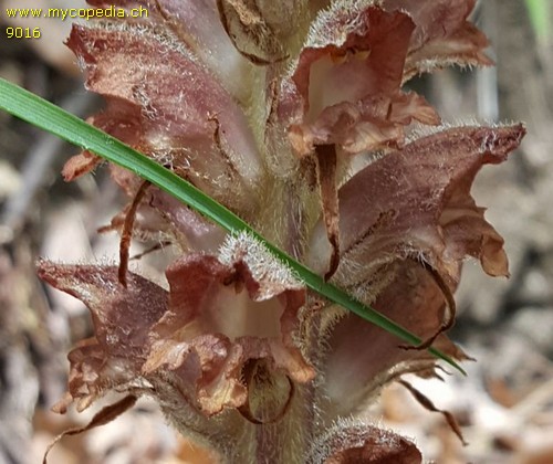 Orobanche major - 