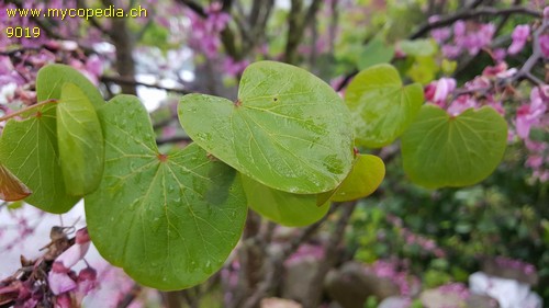 Cercis - 
